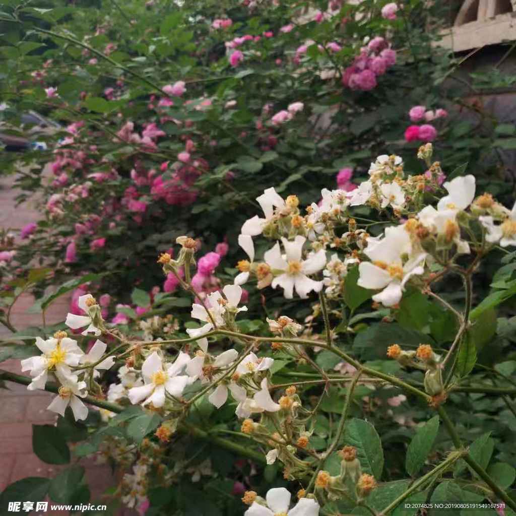 鲜花