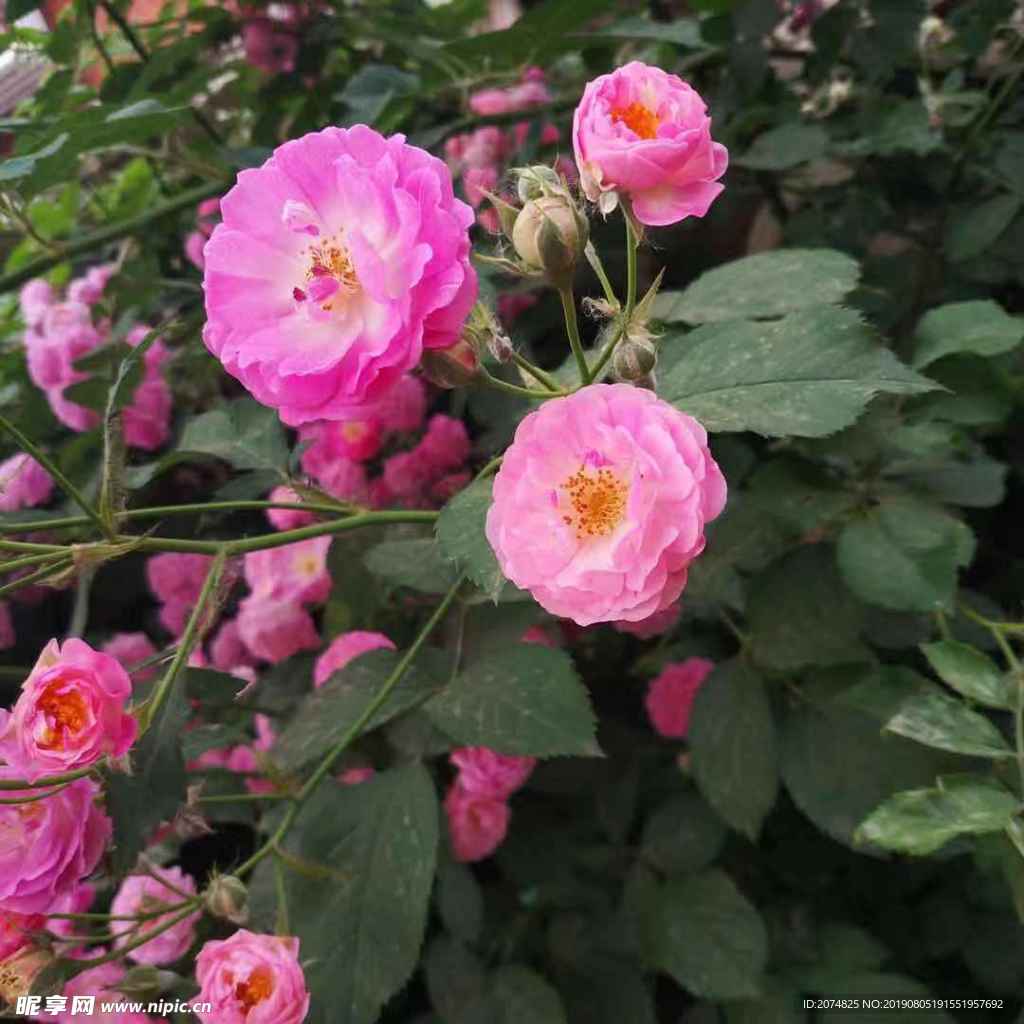 花