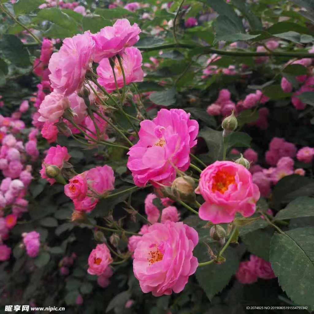 花