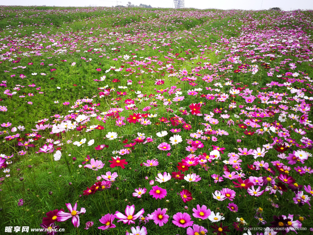 格桑花