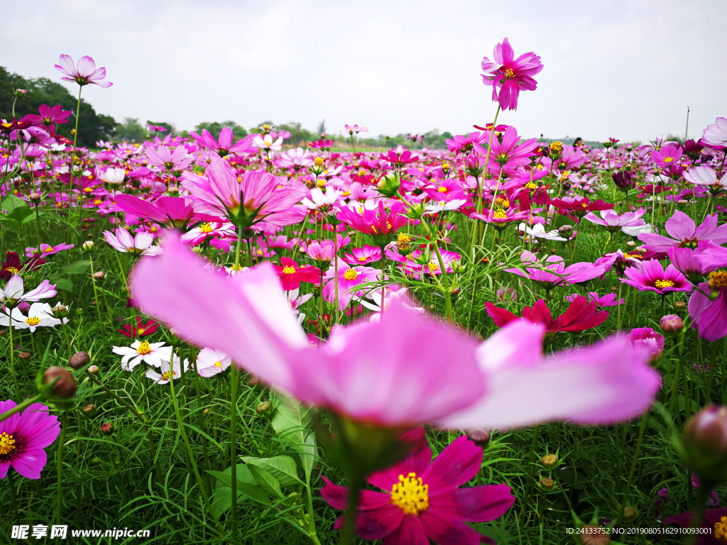 格桑花