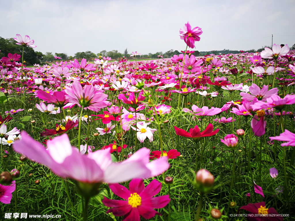 格桑花