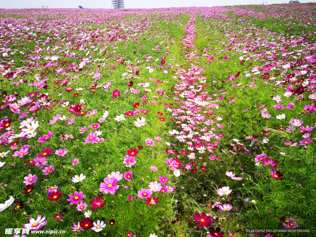 格桑花