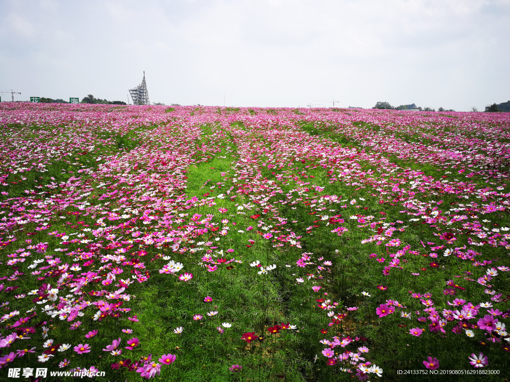 格桑花