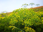 茴香花