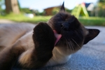 暹罗猫