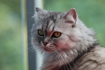 波斯猫