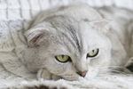 苏格兰折耳猫