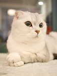 苏格兰折耳猫