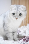 苏格兰折耳猫
