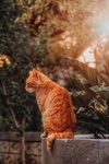 英国短毛猫