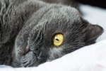 英国短毛猫
