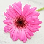 百日菊 百日草 花朵 小清新