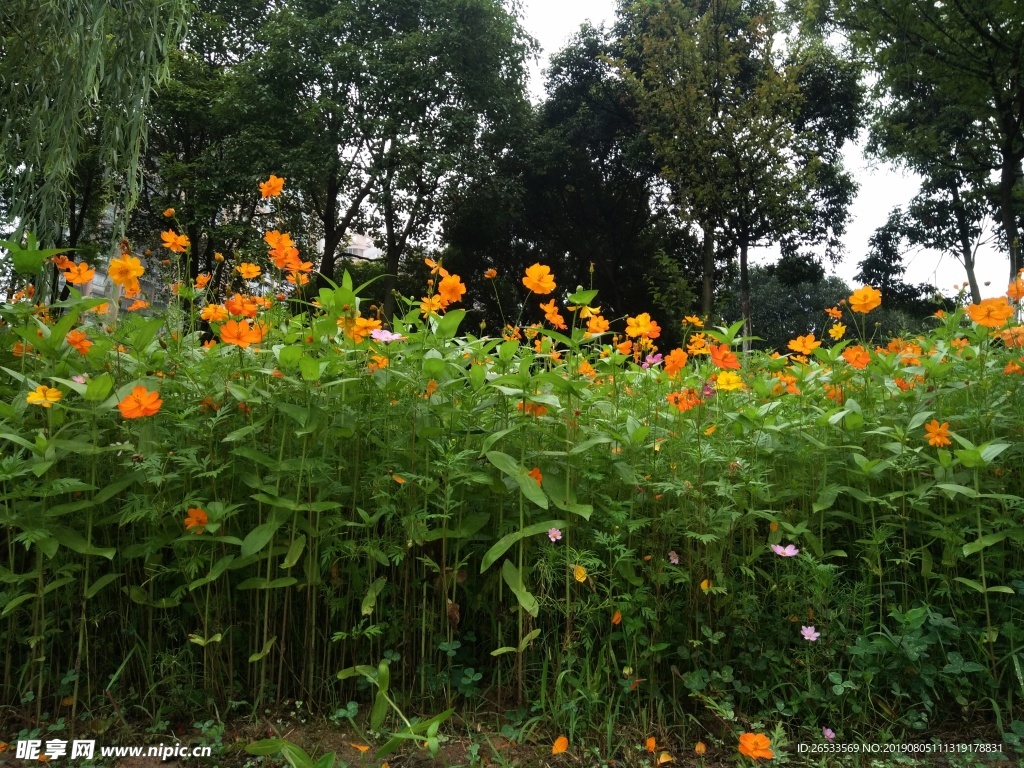 植物 春天 夏天 波斯菊 雏菊