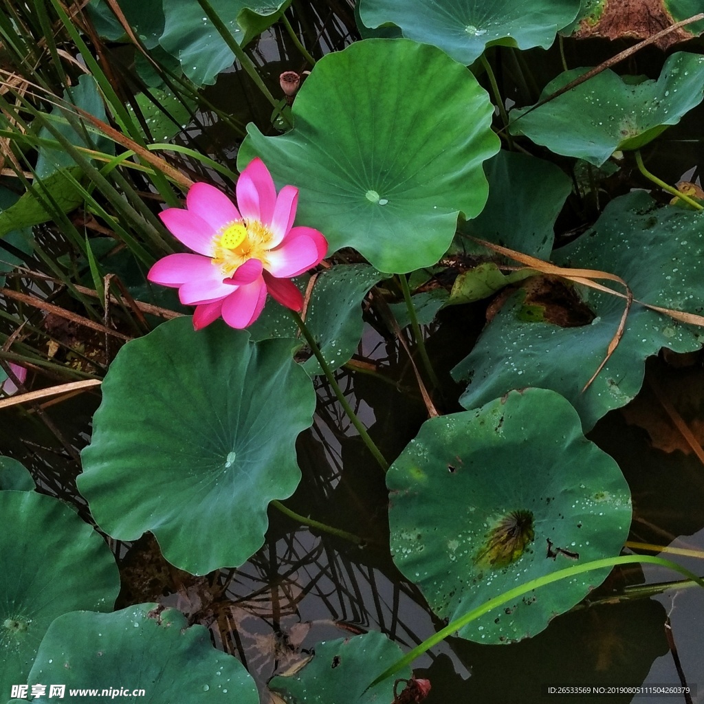 荷花 莲花 水生植物 荷叶