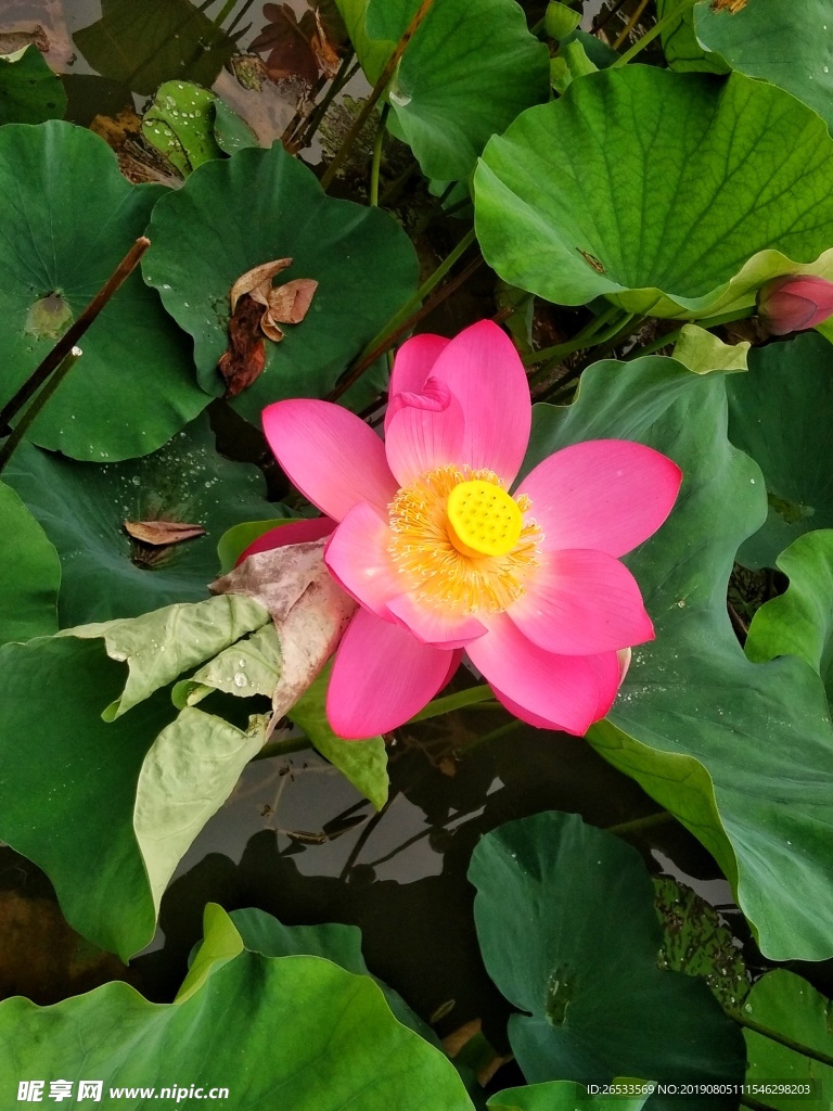 荷花 莲花 水生植物 荷叶