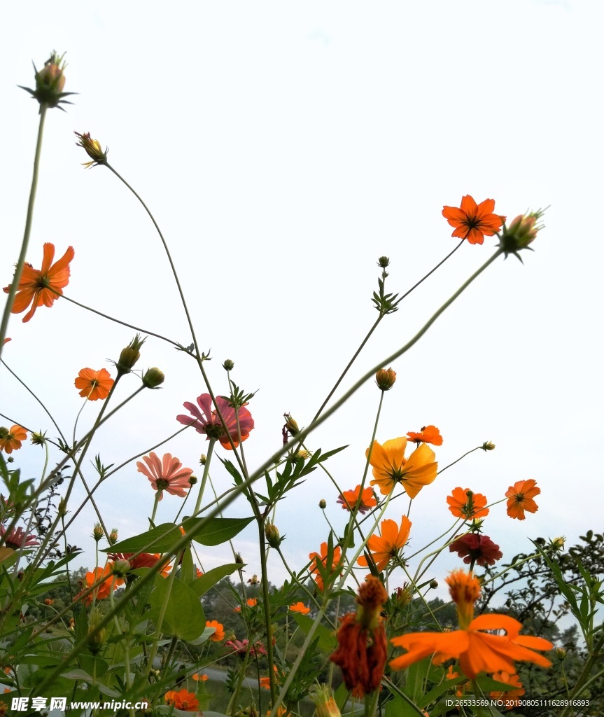 植物 春天 夏天 波斯菊 雏菊