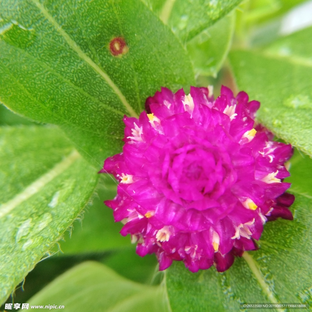 千日红 百日红 花朵 花草