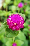 千日红 百日红 花朵 花草