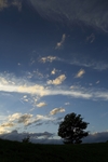 夕阳树剪影