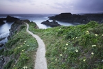 云海山路花草