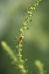 蜜蜂绿色植物