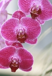 蝴蝶花