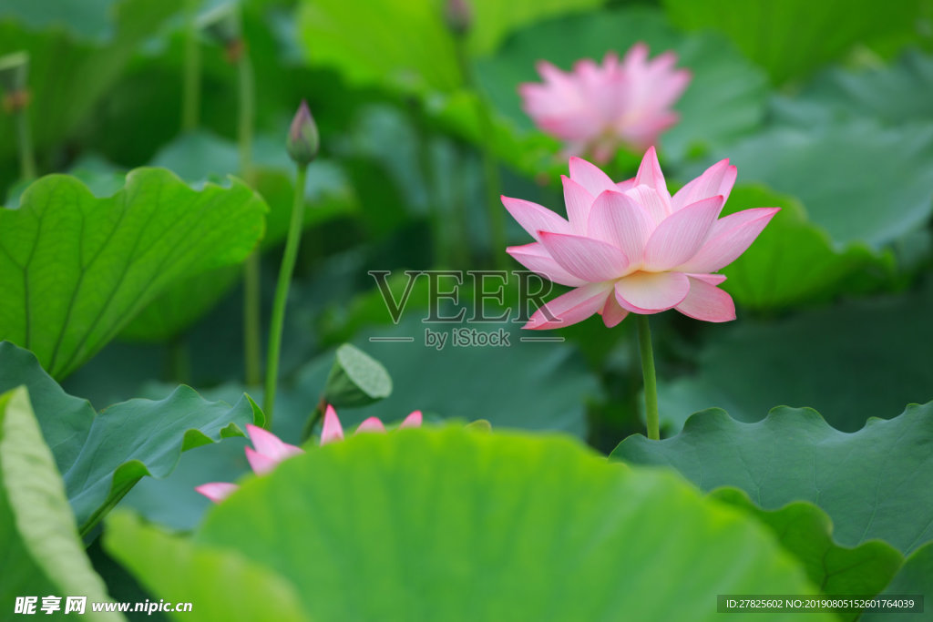 夏季荷花背景