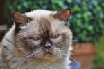 英国短毛猫