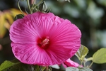 花卉