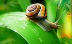蜗牛