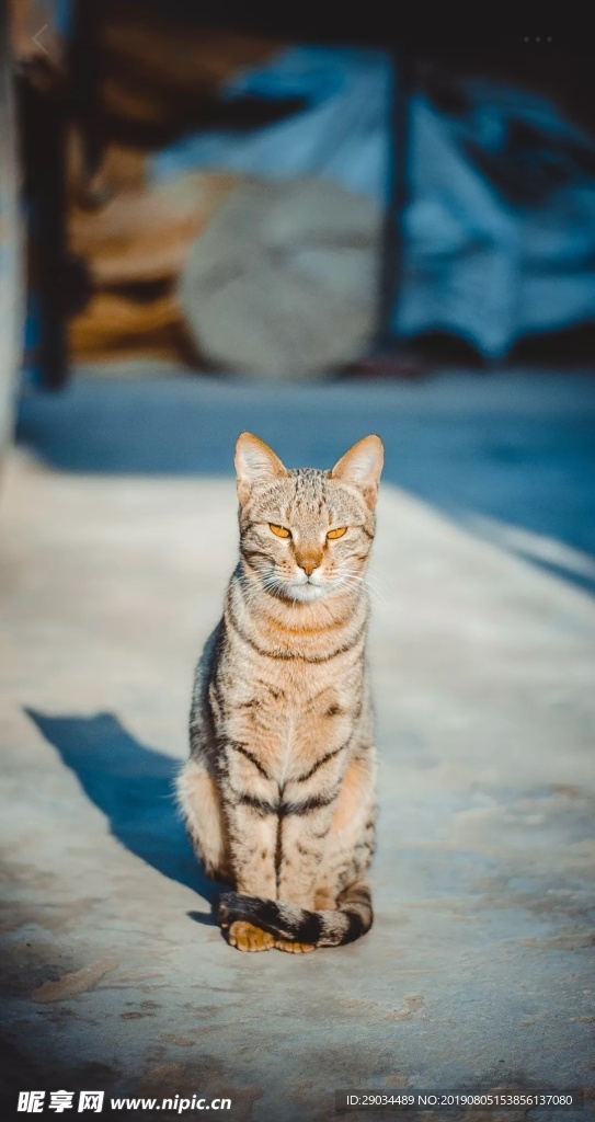 宠物猫咪