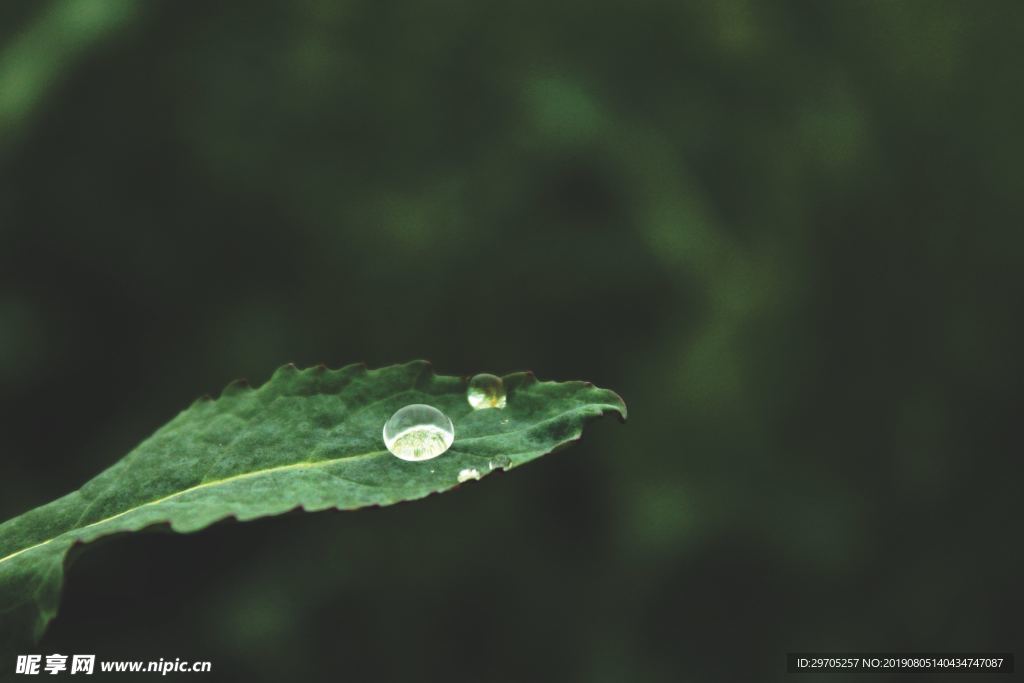 水滴和树叶