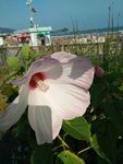 芙蓉葵