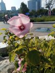 芙蓉葵