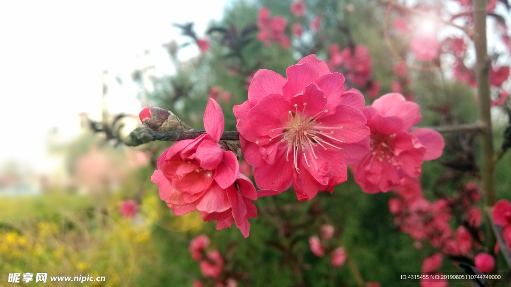 桃花