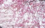 桃花林