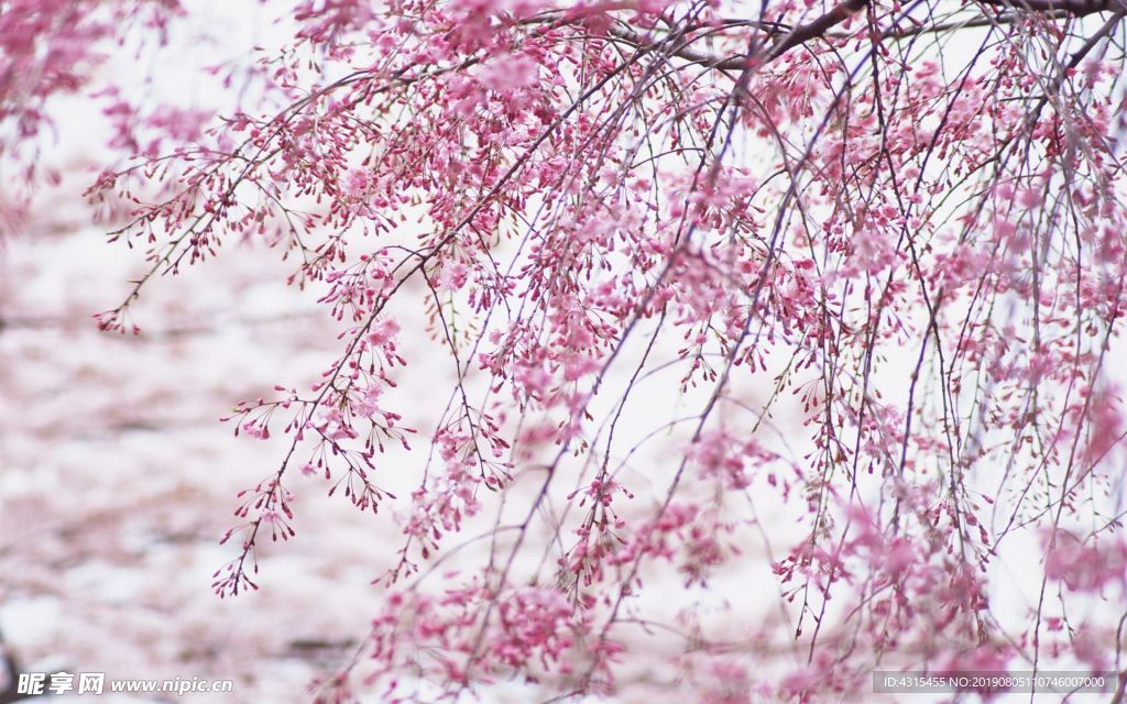 桃花林