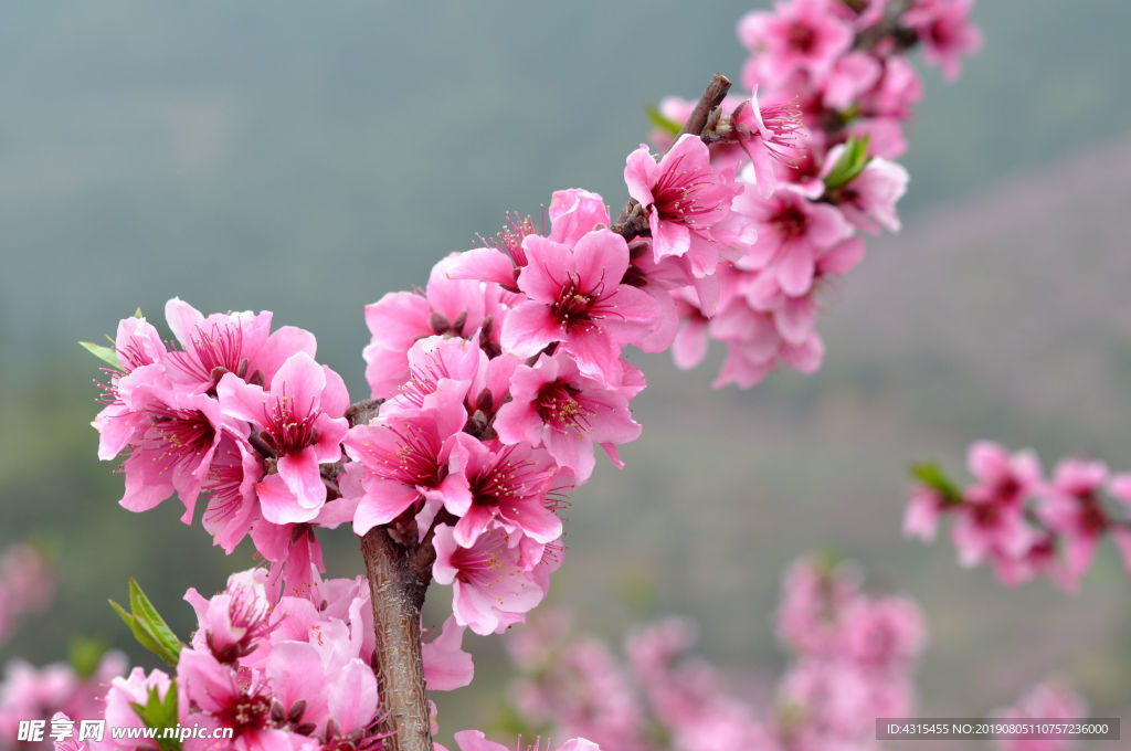 桃花