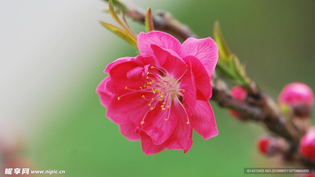 桃花