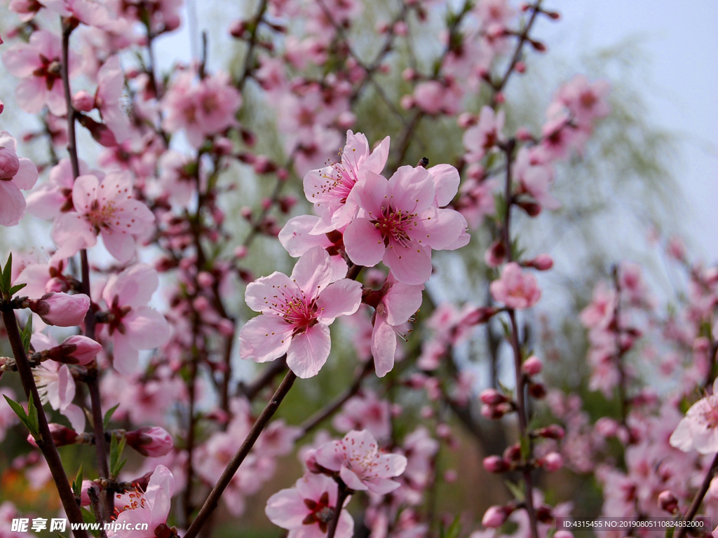 桃花