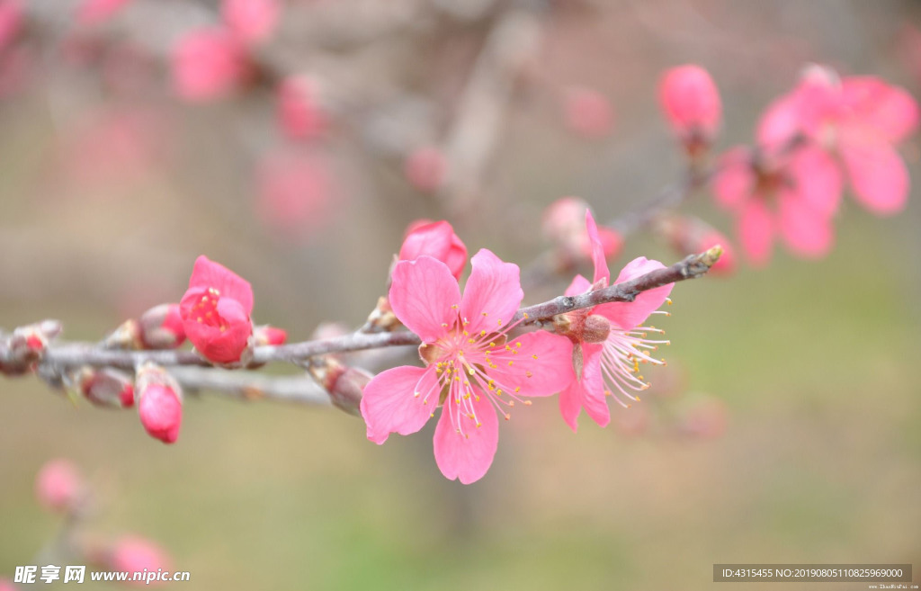 桃花