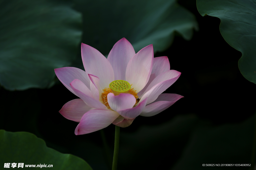 荷花