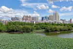 深圳洪湖公园