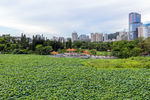 深圳洪湖公园