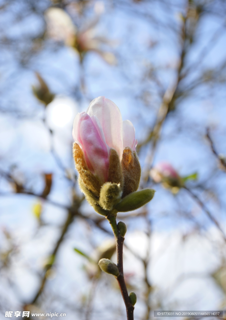 玉兰花