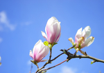 玉兰花