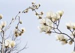 玉兰花