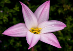 玉兰花