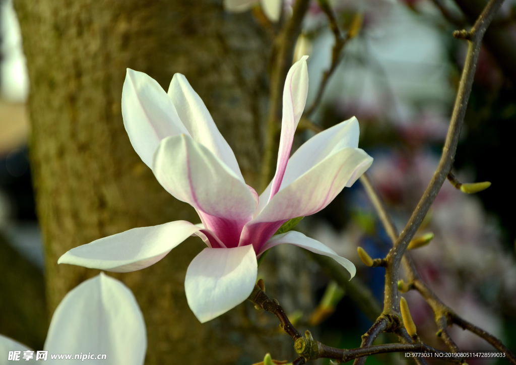 玉兰花